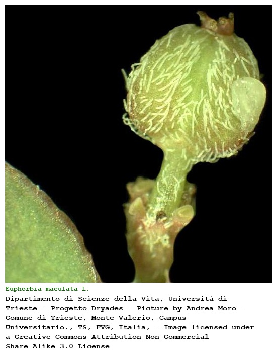 Euphorbia maculata L.